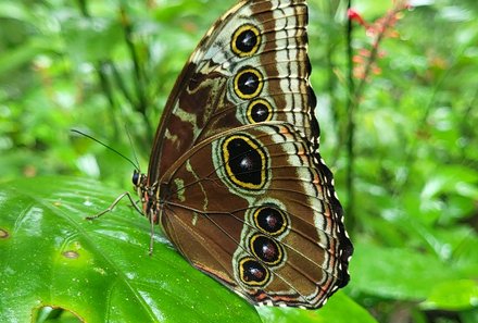 Costa Rica for family individuell - Costa Rica zum Bestpreis - Brauner Schmetterling