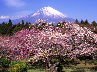 Japan Familienreise - Kirschblüten & Fuji