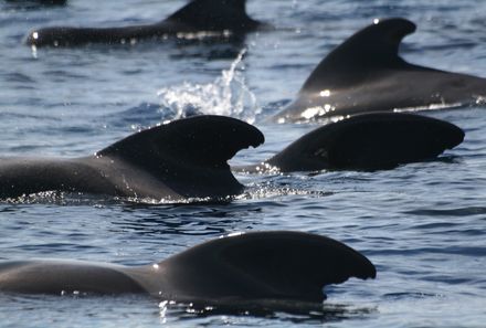 La Gomera Familienurlaub - Delfine La Gomera