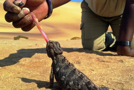 Namibia Deluxe Familienreise individuell - Charlys Desert Tours Living Dunes Experience - Echse