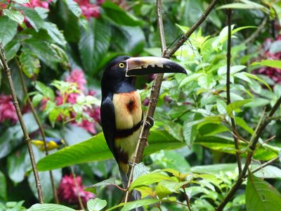 Tucan 221594424