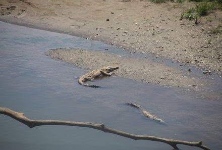 Costa Rica Mietwagenreise mit Kindern - Krokodile