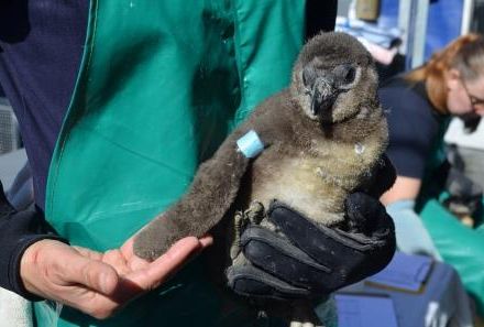 Familienreise Garden Route - Südafrika - Südafrika Family & Teens - Conservation Centres of Coastal Birds (SANCCOB)