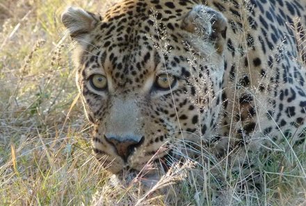 Familienurlaub Südafrika - Südafrika for family individuell - Hluhluwe - Leopard