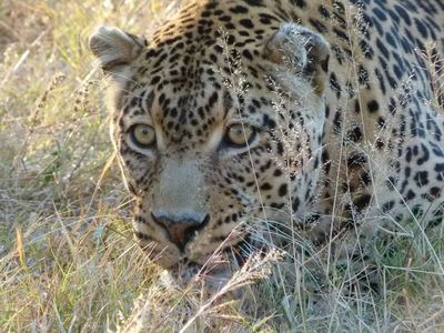Südafrika mit Kindern - Südafrika Teens on Tour - Leopard