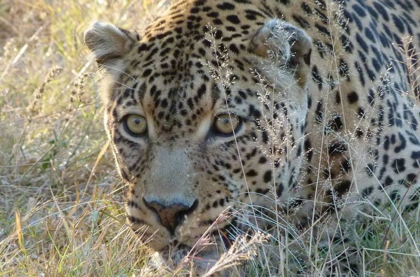 Südafrika mit Kindern - Leopard