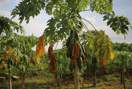 Thailand mit Kindern - Mangobaum