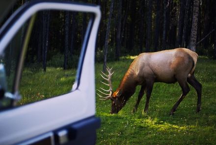 Rocky Mountains mit Kindern - Rocky Mountains for family - Wapiti Hirsch