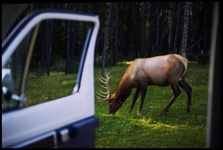 Rocky Mountains mit Kindern - Rocky Mountains for family - Wapiti Hirsch