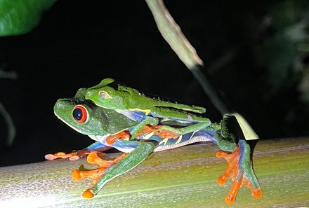 Costa Rica Familienreise - Costa Rica for family  individuell - Frosch seitlich