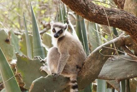 Madagaskar Familienreise - Madagaskar Family & Teens - Katta Lemur bei Pflanze