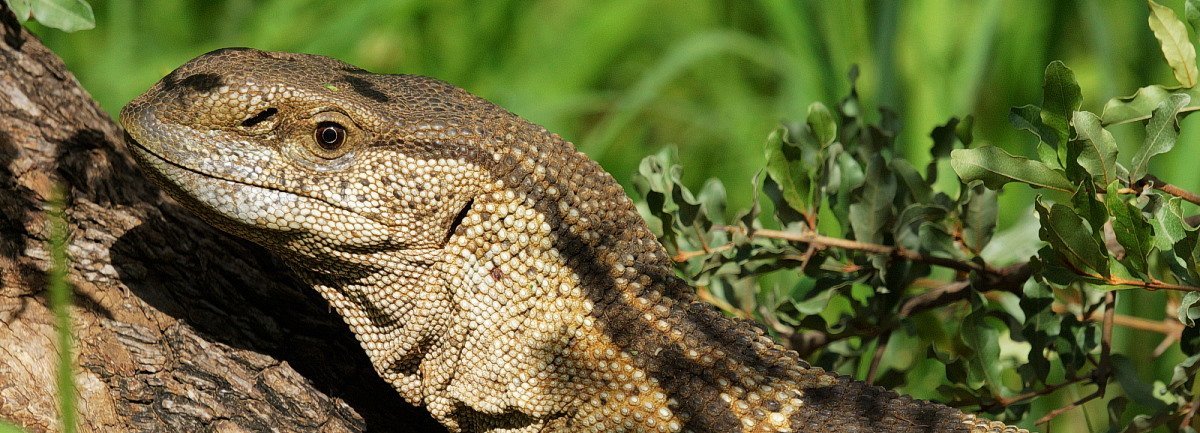 Afrika mit Kindern - Tierbegegnungen in und um Makutsi - Weisskehlwaran