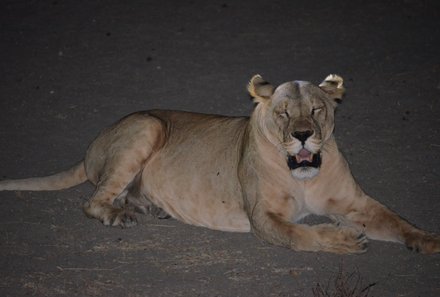 Kenia Family & Teens - Ziwani Schutzgebiet - Löwe in Dunkelheit