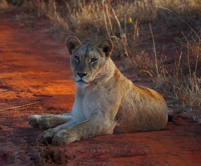 Kenia Individuell - Löwe am Straßenrand