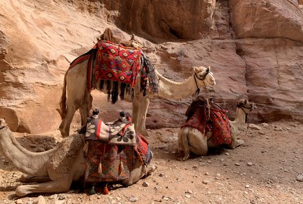 Jordanien Rundreise mit Kindern - Jordanien for family - Kamele