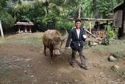 Laos und Vietnam Familienreise - Laos und Vietnam Reise mit Kindern - Einheimischer mit Ochse