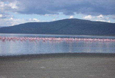 Kenia Familienreise - Kenia for family individuell - Flamingos im See
