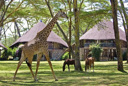 Kenia Familienreise - Kenia for family individuell - Lake Naivasha - Sopa Resort - Außenansicht mit Giraffe und Pferden 