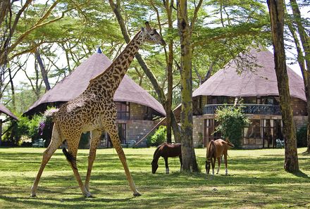Kenia Familienreise - Kenia for family individuell - Lake Naivasha - Sopa Resort - Außenansicht mit Giraffe und Pferden