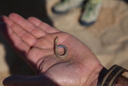 Namibia Familienreise - Namibia for family individuell - Living Desert Tour