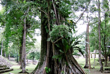 Mexiko Familienreise - Mexiko Family & Teens - Bonampak Baum