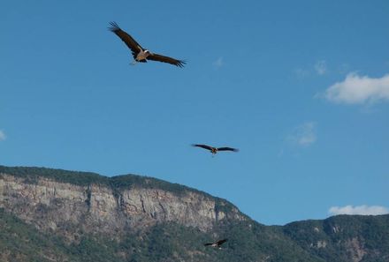 Südafrika mit Kindern - Südafrika Teens on Tour - Marabus vor den Drakensbergen