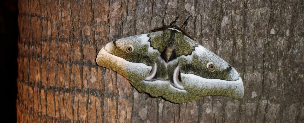 Afrika mit Kindern - Tierbegegnungen in und um Makutsi - Schmetterling