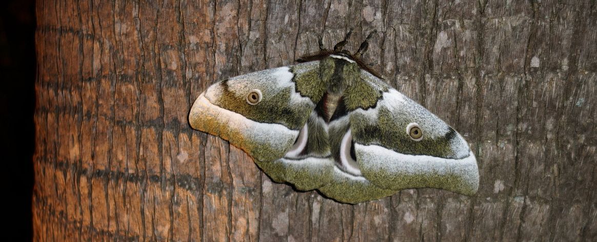 Afrika mit Kindern - Schmetterling