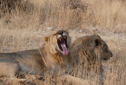Namibia Familienurlaub - Namibia Family & Teens - Etosha Nationalpark - Löwen
