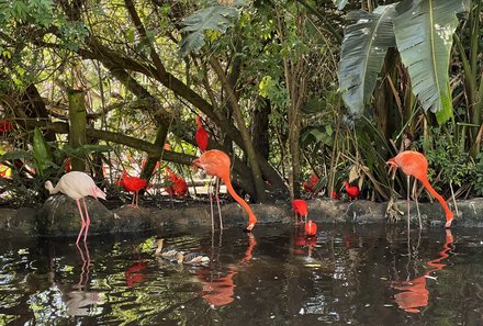 Garden Route Familienreise - Birds of Eden