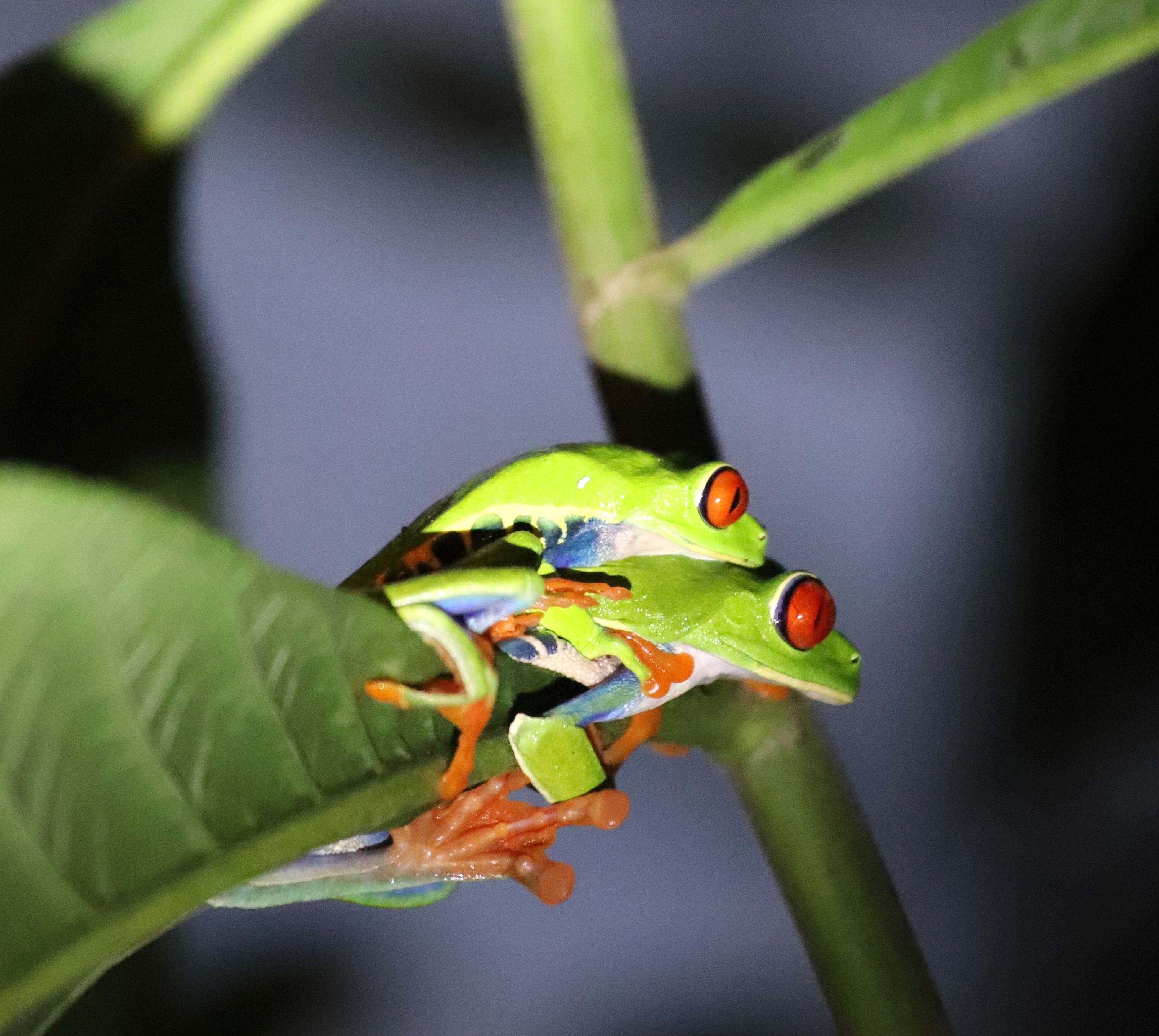 Costa Rica Selbstfahrerreise mit Kind - Rotaugenlaubfrosch La Tigra Rainforest Lodge