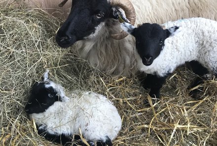Irland Familienreise - Irland for family - Glengowla Minen - Schafe besuchen