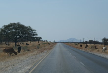 Namibia Familienurlaub - Namibia Family & Teens - Tiere an der Straße zum Etosha Nationalpark