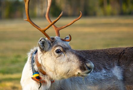Finnland Familienreise - Finnland Family & Teens Summer - Rentier in der Natur