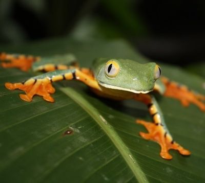 Costa Rica Familienreise - Costa Rica for family - Frosch auf Blatt