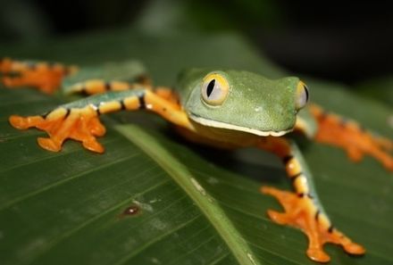 Costa Rica Familienreise - Costa Rica for family - Frosch auf Blatt