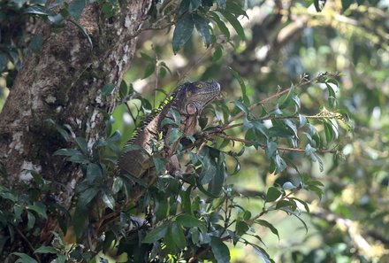 Costa Rica mit Kindern - Costa Rica for family individuell - Reptilien im Baum
