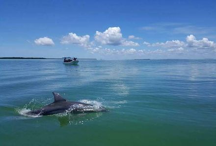 Mexiko Familienreise - Campeche -  Laguna de Terminos - Rücken vom Delfin ragt aus dem Wasser
