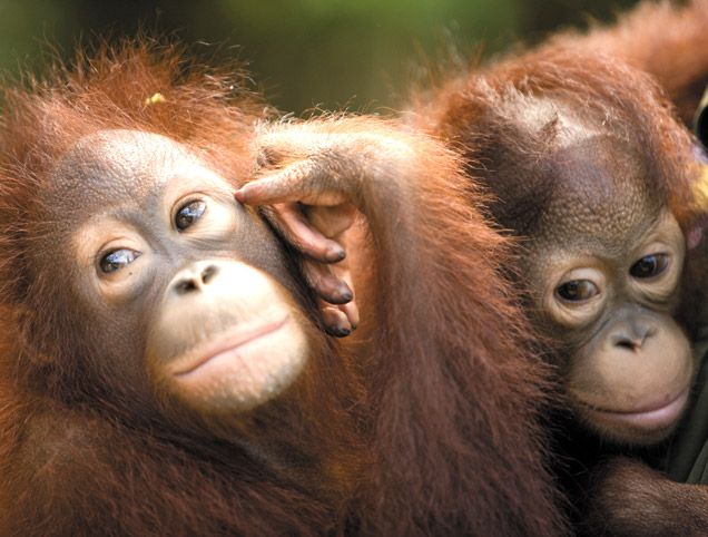 Malaysia mit Kindern - Orang Utans