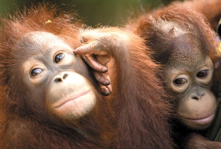 Familienreise_Malaysia_Orang Utans