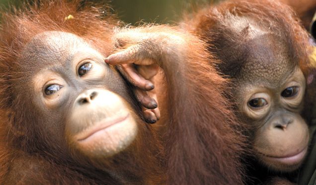 Malaysia mit Kindern - Orang Utan