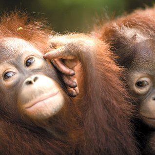 Familienreise_Malaysia_Orang Utans