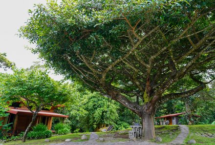 Costa Rica Familienreise - Costa Rica for family individuell - Santa Elena - Arco Iris Lodge - Baum