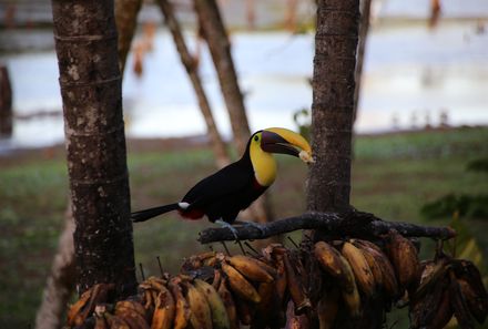 Costa Rica mit Kleinkindern - Tucan auf der Maquenque Lodge