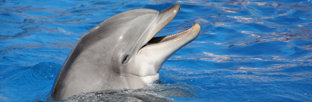 Azoren mit Kindern - Europareisen mit Kindern - Delfin im Meer