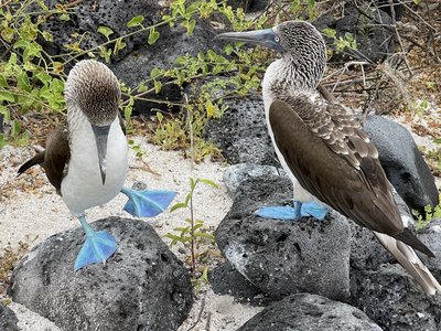 Galapagos for family - Familienreise Galapagos - Blaufußtölpel Galapagos for family - Familienreise Galapagos - Blaufußtölpel