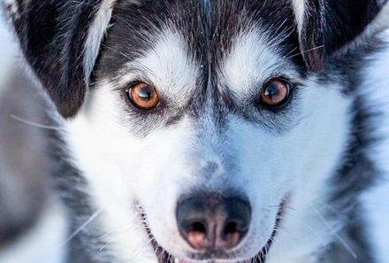 Schweden for family Winter - Hundeschlittentour - Husky im Schnee