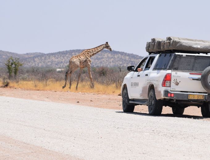 Namibia individuell im Dachzelt - 4x4 Mietwagen - Giraffe