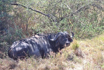 Safari Afrika mit Kindern - Safari Urlaub mit Kindern - beste Safari-Gebiete - Serengeti Nationalpark - Büffel