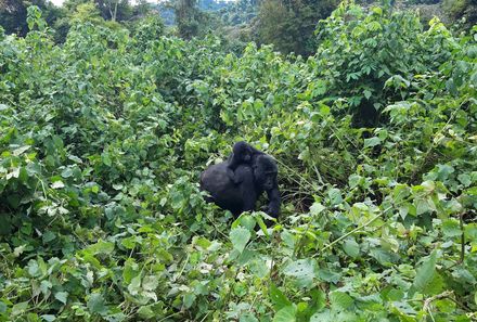 Uganda Individualreise - Uganda for family individuell - Gorilla-Tracking im Bwindi Forest Nationalpark